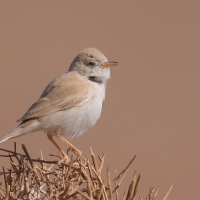 Pokrzewka saharyjska - Curruca deserti - African Desert Warbler