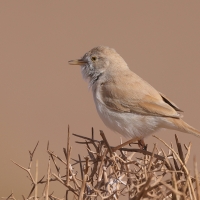 Pokrzewka saharyjska - Curruca deserti - African Desert Warbler