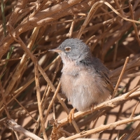 Pokrzewka algierska - Curruca deserticola - Tristram's Warbler
