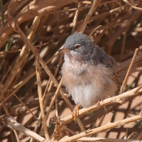 Pokrzewka algierska - Curruca deserticola - Tristram's Warbler