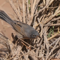 Pokrzewka algierska - Curruca deserticola - Tristram's Warbler