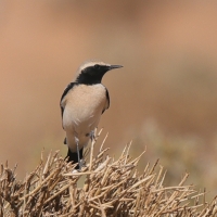 Białorzytka pustynna - Oenanthe deserti - Desert Wheatear