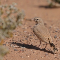 Skowronik rudawy - Ammomanes cinctura - Bar-tailed Lark