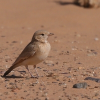 Skowronik rudawy - Ammomanes cinctura - Bar-tailed Lark