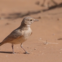 Skowronik rudawy - Ammomanes cinctura - Bar-tailed Lark