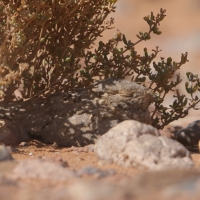 Lelek egipski - Caprimulgus aegyptius - Egyptian Nightjar