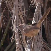 Tymal saharyjski - Argya fulva - Fulvous Chatterer 
