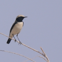 Białorzytka pustynna - Oenanthe deserti - Desert Wheatear