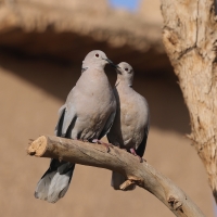Sierpówka - Streptopelia decaocto - Eurasian Collared-dove