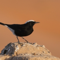 Białorzytka saharyjska - Oenanthe leucopyga - White-crowned Wheatear