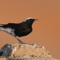 Białorzytka saharyjska - Oenanthe leucopyga - White-crowned Wheatear