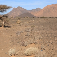 Sahara