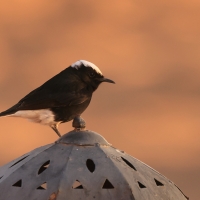 Białorzytka saharyjska - Oenanthe leucopyga - White-crowned Wheatear