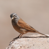 Trznadel saharyjski - Emberiza sahari - House Bunting