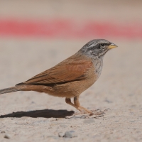 Trznadel saharyjski - Emberiza sahari - House Bunting