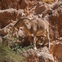 Arui grzywiasta - Ammotragus lervia - Barbary sheep