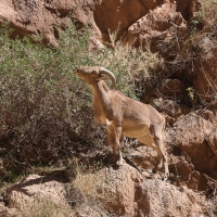 Arui grzywiasta - Ammotragus lervia - Barbary sheep