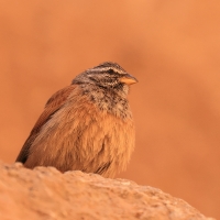 Trznadel saharyjski - Emberiza sahari - House Bunting