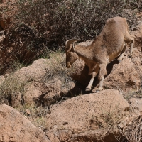 Arui grzywiasta - Ammotragus lervia - Barbary sheep