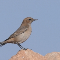 Rudorzytka - Oenanthe moesta - Red-rumped Wheatear
