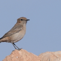 Rudorzytka - Oenanthe moesta - Red-rumped Wheatear