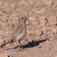 Rudorzytka - Oenanthe moesta - Red-rumped Wheatear