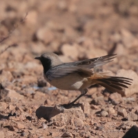 Rudorzytka - Oenanthe moesta - Red-rumped Wheatear