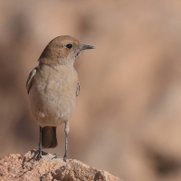 Rudorzytka - Oenanthe moesta - Red-rumped Wheatear