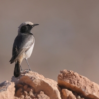 Rudorzytka - Oenanthe moesta - Red-rumped Wheatear