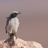 Rudorzytka - Oenanthe moesta - Red-rumped Wheatear