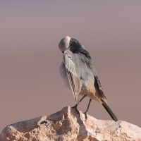 Rudorzytka - Oenanthe moesta - Red-rumped Wheatear