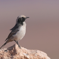 Rudorzytka - Oenanthe moesta - Red-rumped Wheatear