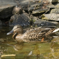 Krzyżówka - Anas platyrhynchos - Mallard
