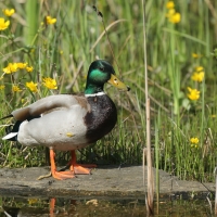 Krzyżówka - Anas platyrhynchos - Mallard