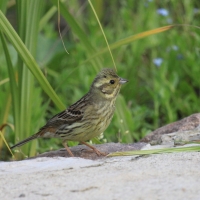 Trznadel - Emberiza citrinella - Yellowhammer
