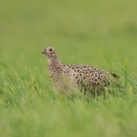 Bażant - Phasianus colchicus - Common Pheasant