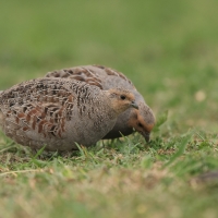 Kuropatwa - Perdix perdix - Grey Partridge