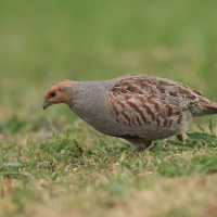 Kuropatwa - Perdix perdix - Grey Partridge