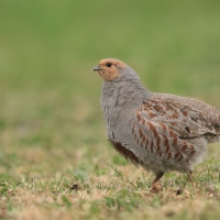 Kuropatwa - Perdix perdix - Grey Partridge
