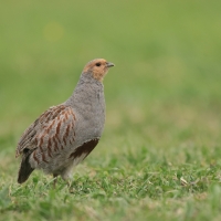 Kuropatwa - Perdix perdix - Grey Partridge