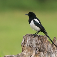 Sroka - Pica pica - Eurasian Magpie