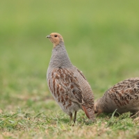 Kuropatwa - Perdix perdix - Grey Partridge