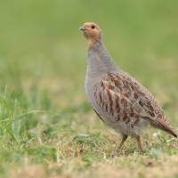 Kuropatwa - Perdix perdix - Grey Partridge