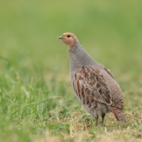Kuropatwa - Perdix perdix - Grey Partridge
