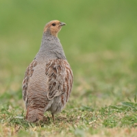 Kuropatwa - Perdix perdix - Grey Partridge