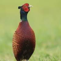 Bażant - Phasianus colchicus - Common Pheasant