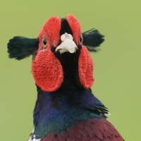 Bażant - Phasianus colchicus - Common Pheasant