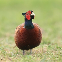 Bażant - Phasianus colchicus - Common Pheasant