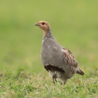 Kuropatwa - Perdix perdix - Grey Partridge