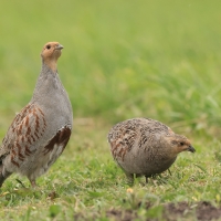 Kuropatwa - Perdix perdix - Grey Partridge